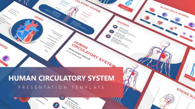 Circulatory System PowerPoint Template